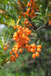 Sea Buckthorn Berry Pulp (300ml)